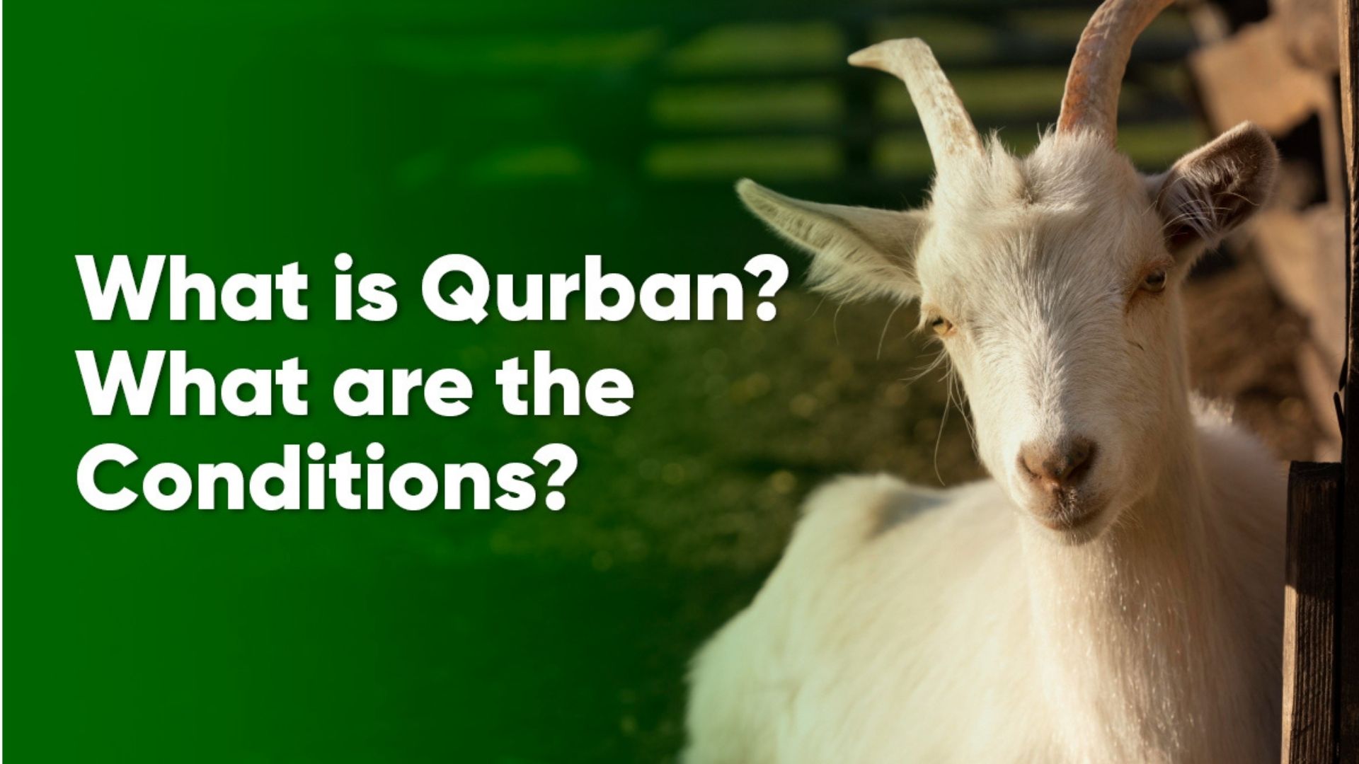 Qurban 2025 Program Launched adak kurbani nedir sartlari nelerdir 4